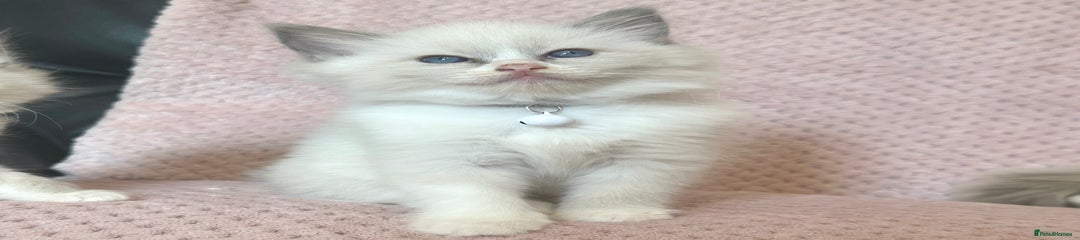 White - Olaf