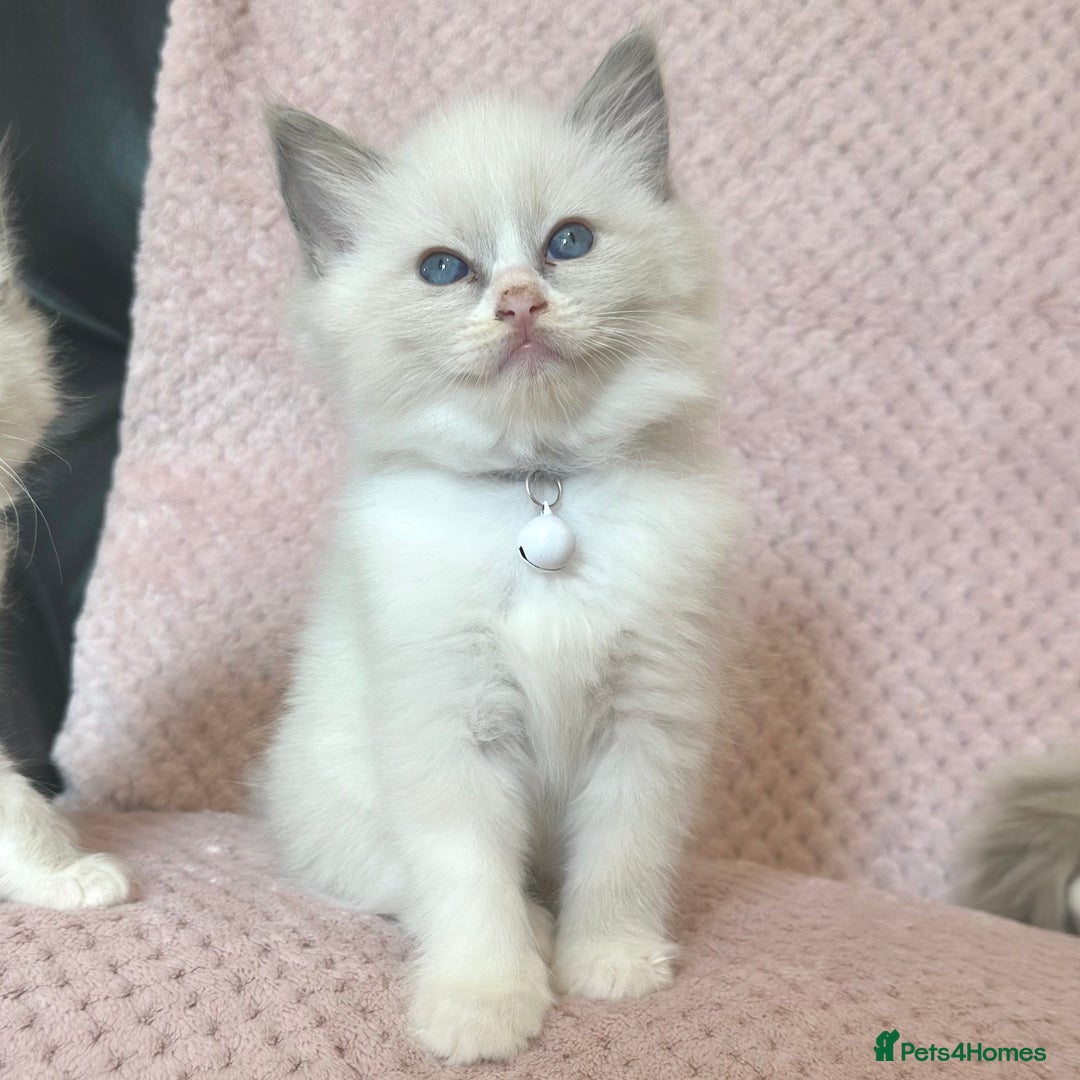 Ragdoll cats for sale: Affectionate, Cuddly, Playful Kittens - Image 17