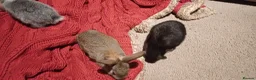 Mixed Breed rabbits for sale: Baby rabbits born 15th June in Scarborough - Advert 3