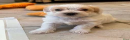 Bichon Frise dogs for sale: Beautiful Bichon Frise Boys Ready from 8th August in Northampton - Advert 3