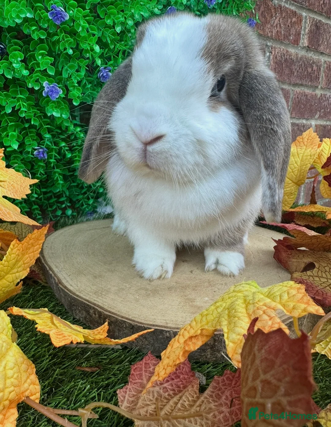 Mini Lop rabbits for sale: Mini Lop Girls Looking for Forever Homes 💛 - Advert 2