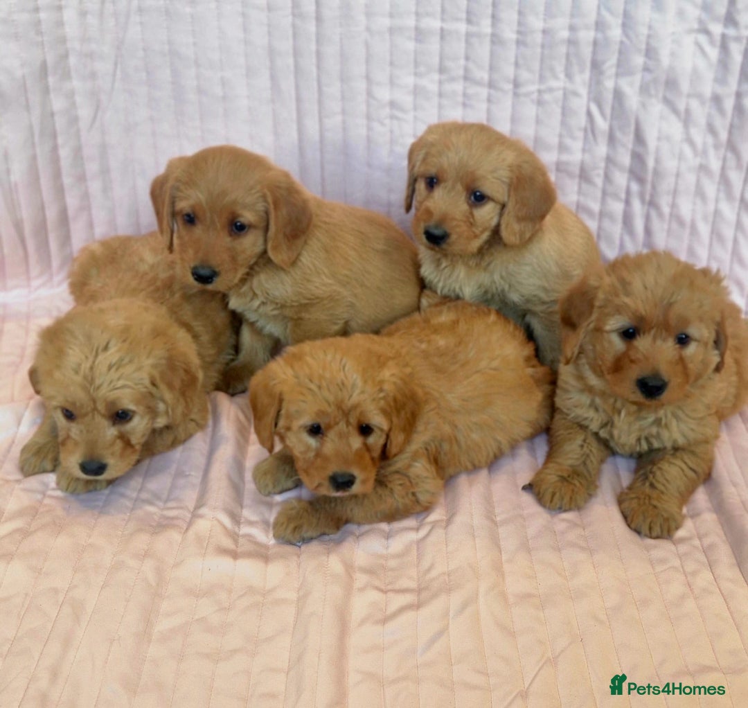 Labradoodle dogs for sale: Beautiful F1 Labradoodles - Advert 9