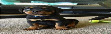 Rottweiler 2