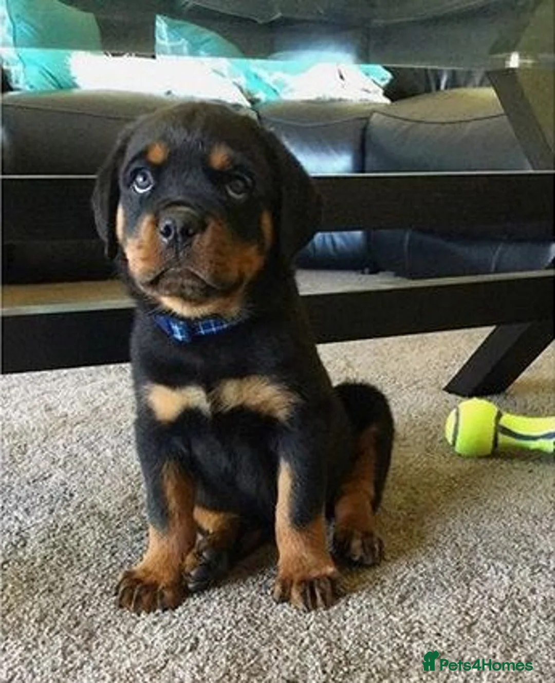 Rottweiler dogs for sale: Rottweiler puppies for sale in Newport - Advert 2