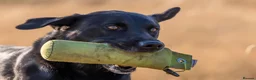 Labrador Retriever dogs for stud: KC registered Fully Health Tested Stud - Advert 6