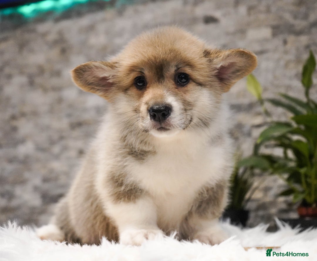 Welsh Corgi Pembroke dogs for sale: Welsh Corgi (Pembroke) - Advert 9