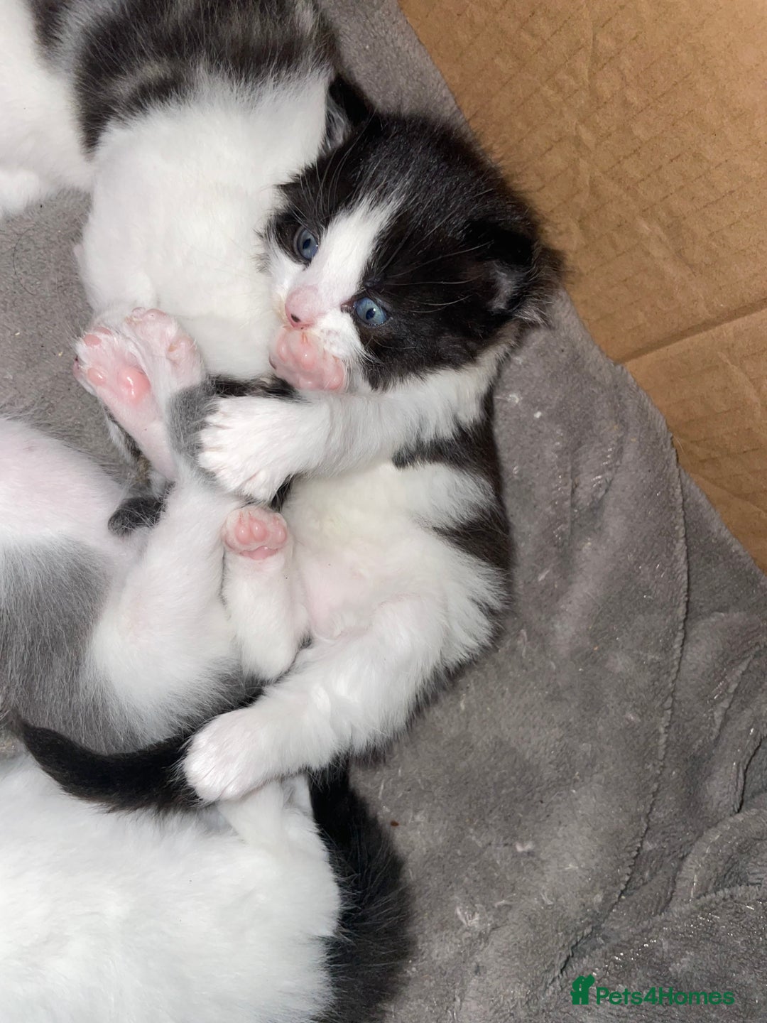 Mixed Breed cats for sale: Beautiful female kittens - Advert 10