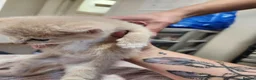 Mixed Breed cats for sale: 2 boy kittens - Advert 4