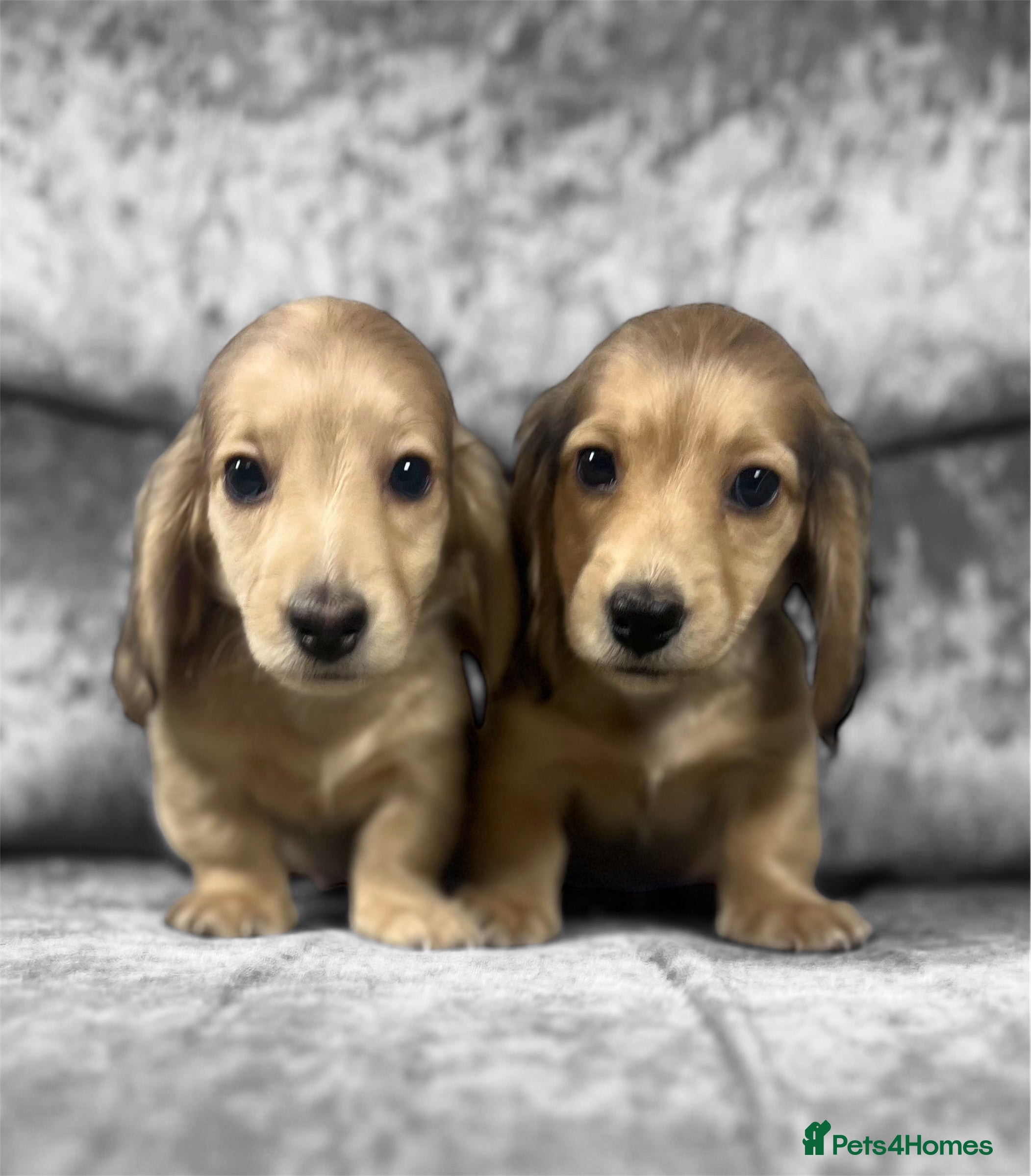 Dachshund dogs KC miniature long hair dachshunds for sale - Advert 3