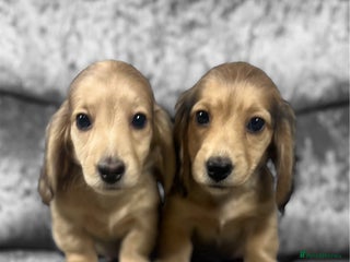 Dachshund dogs KC miniature long hair dachshunds for sale - Advert 3