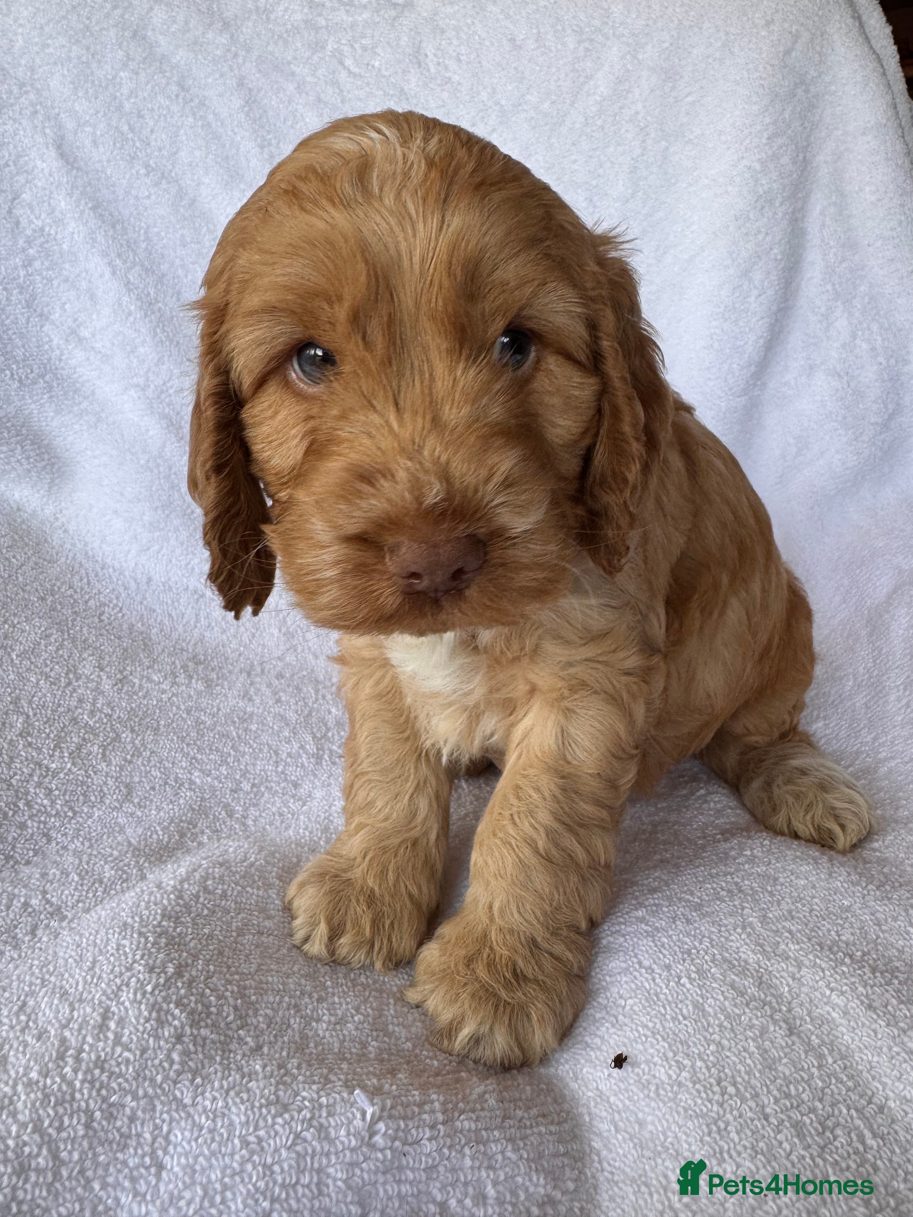 Cockapoo dogs Adorable f1 cockapoos - Advert 2