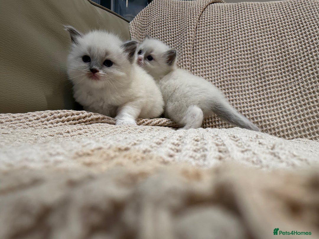 Ragdoll cats for sale: 5 PURE adorable💙💗Ragdolls💗💙ready to leave soon - Advert 15