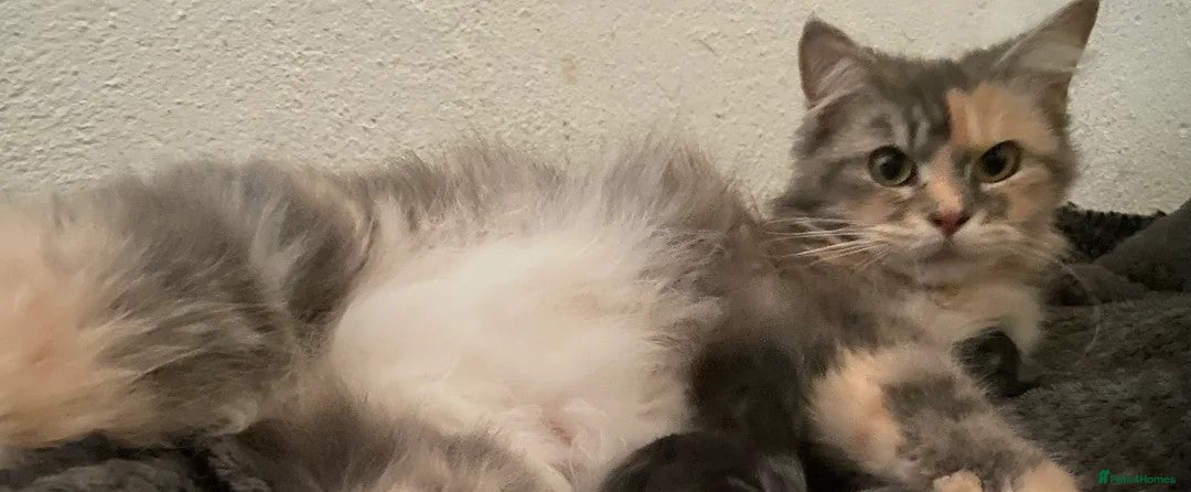 Maine Coon cats for sale: 3/4 maine coon kittens  - Image 24