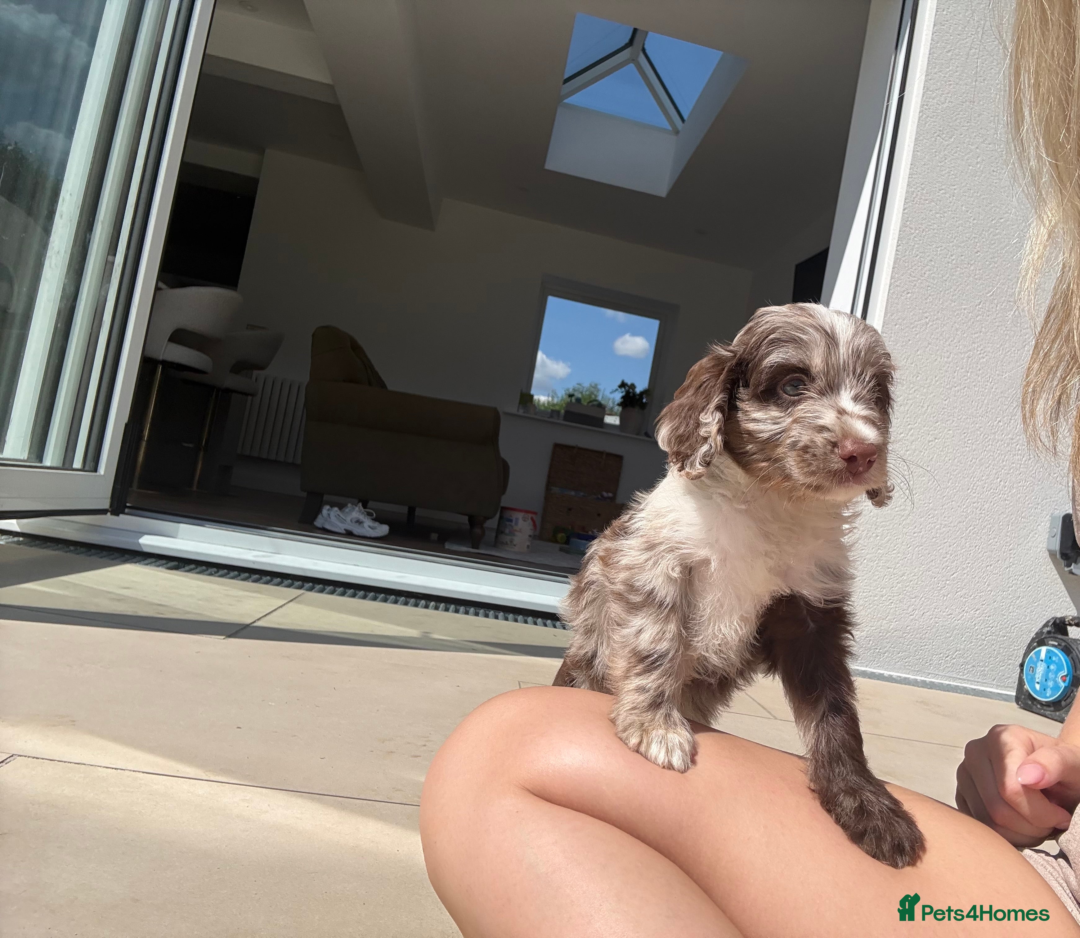 Sproodle dogs Three Beautiful Girls Remaining F1 Merle Sproodles - Advert 2