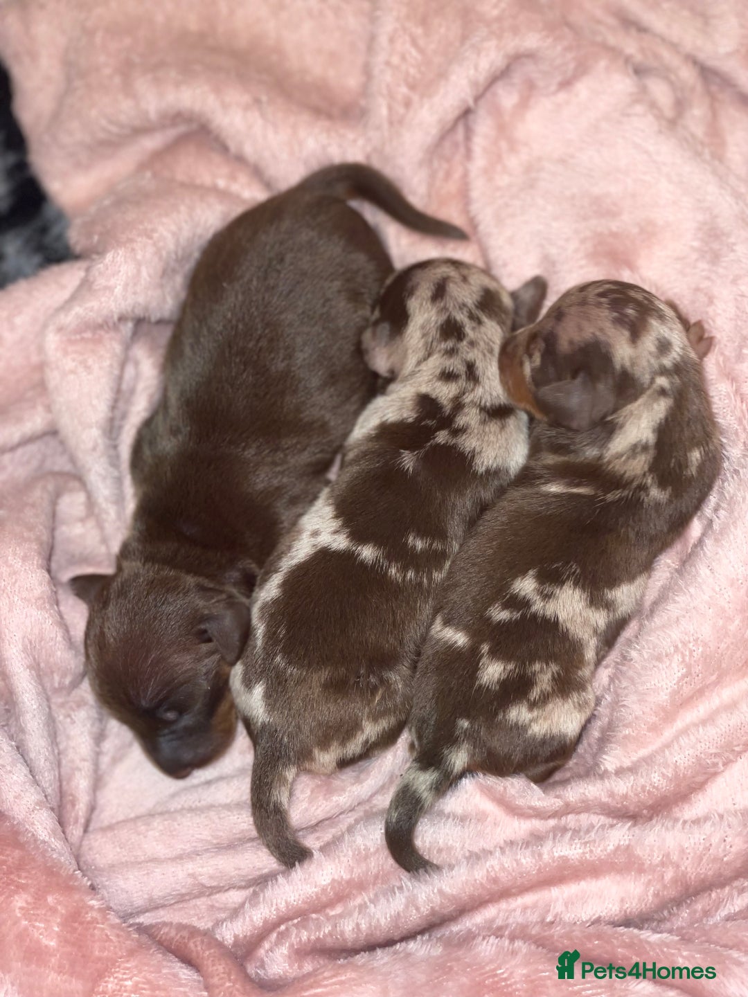 Miniature Dachshund dogs for stud: Stud Lilac Miniature Dachshund carrying cream. - Advert 6