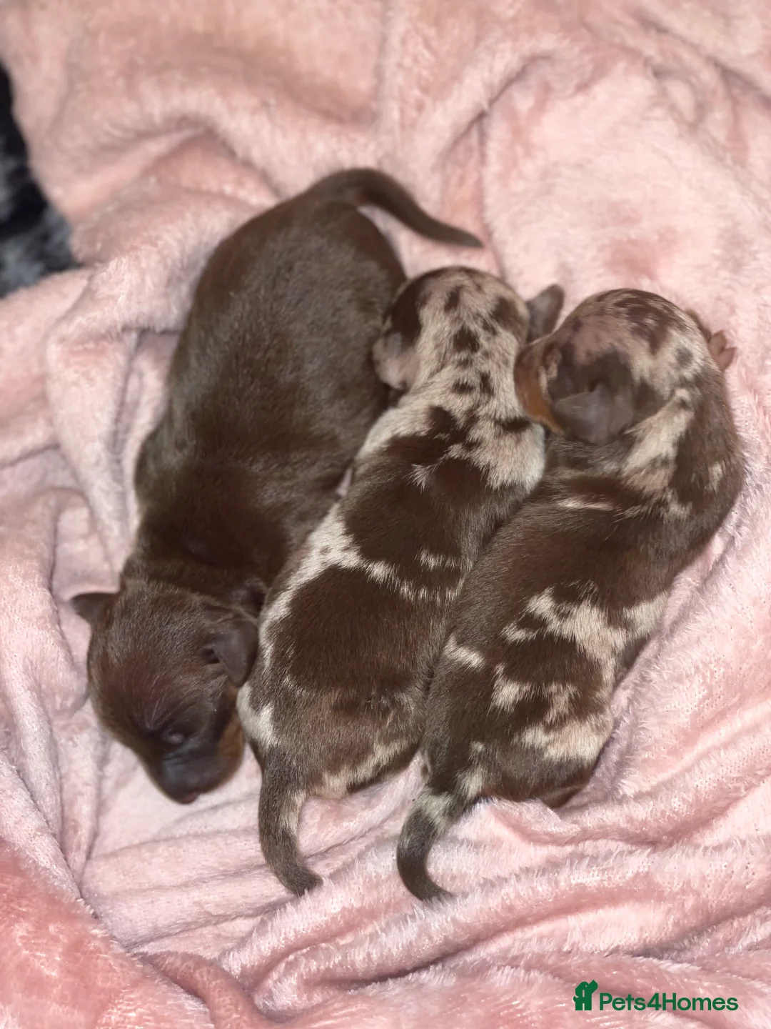 Miniature Dachshund dogs for stud: Stud Lilac Miniature Dachshund carrying cream. - Advert 6