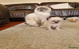 Ragdoll cats for sale: Ragdoll Kittens Available  - Image 7