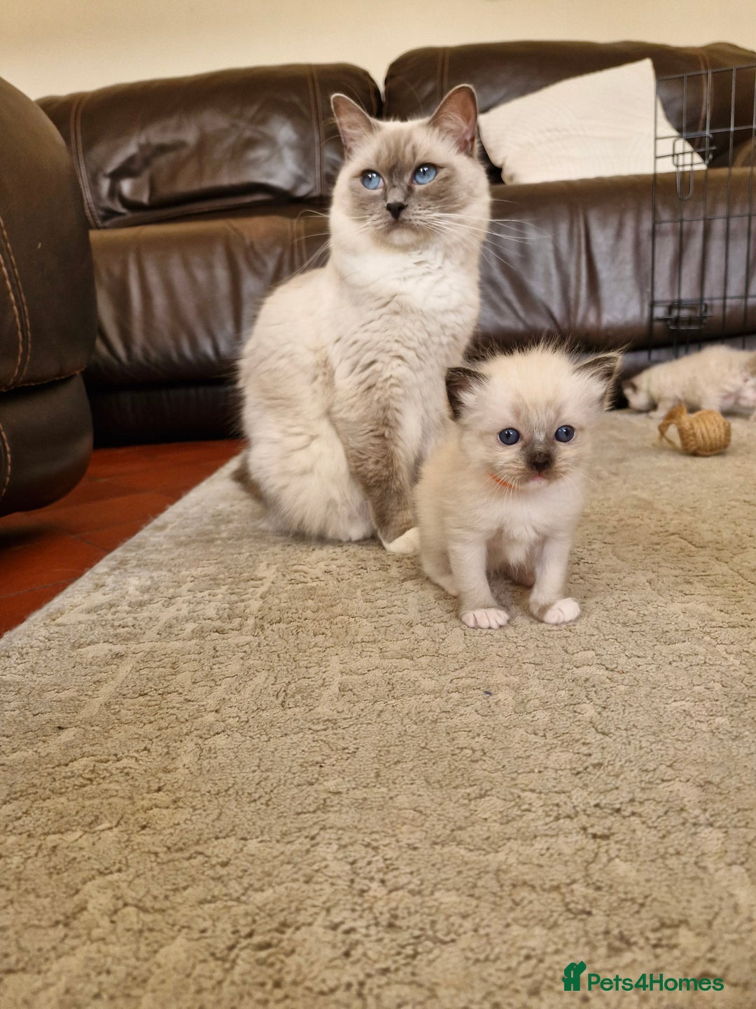 Ragdoll cats for sale: Ragdoll Kittens Available  - Image 7