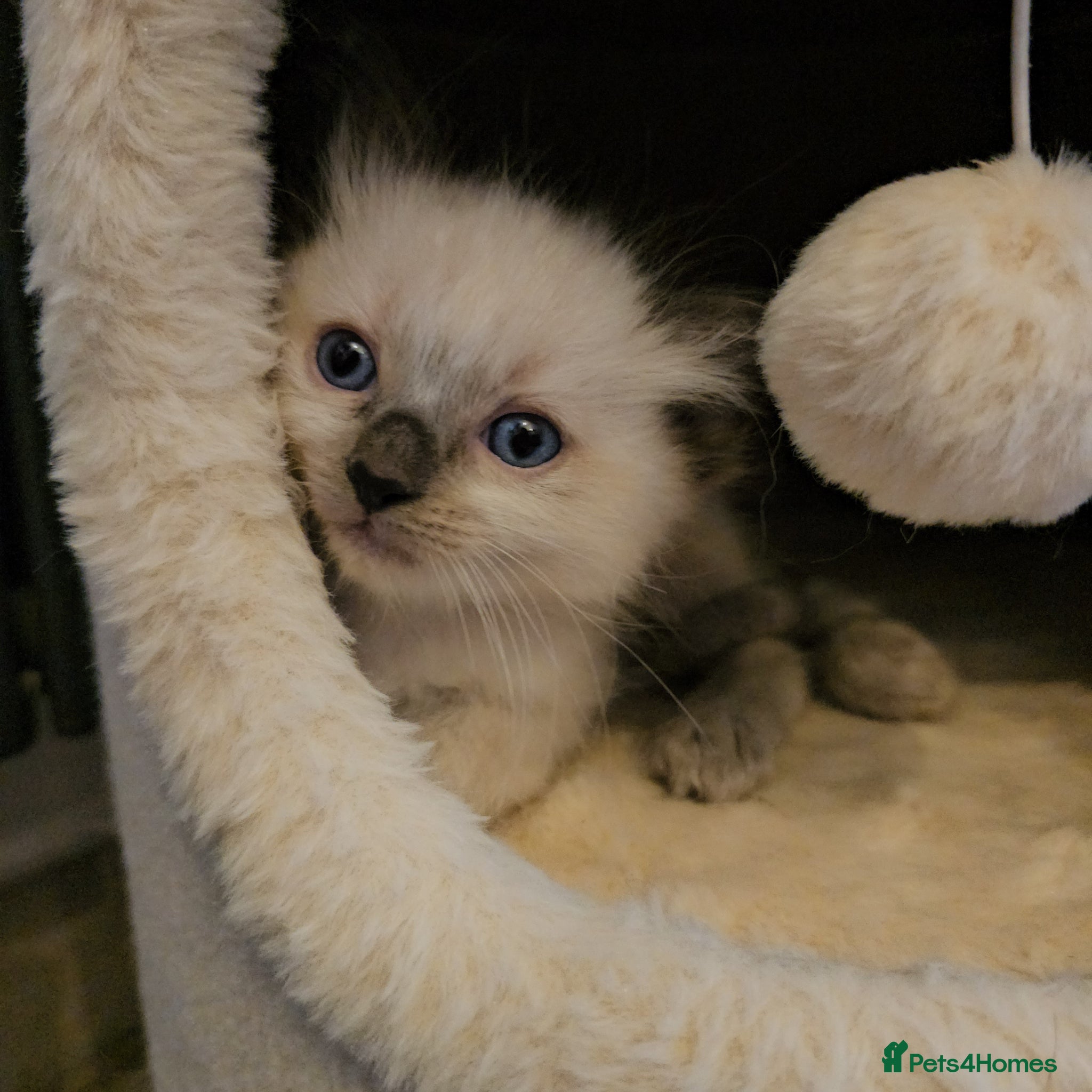 Ragdoll cats stunning  ragdoll kittens  - Advert 12