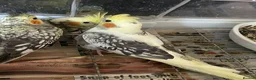 Cockatiels birds for sale: Baby cockatiels for sale - read ad for prices  - Advert 12