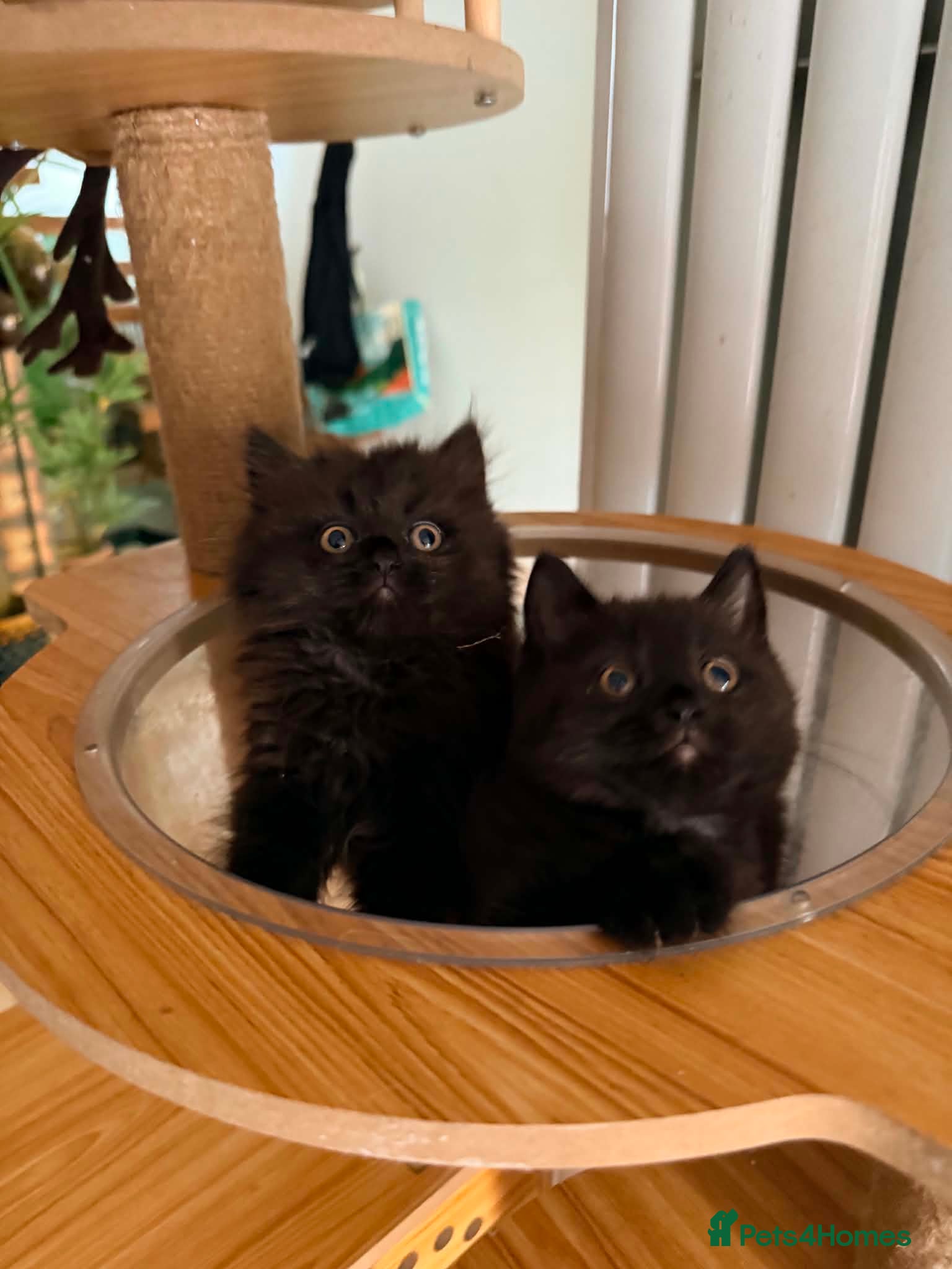 British Shorthair cats for sale: BRITISH SHORTHAIR DOLLS READY NOW! - Advert 1