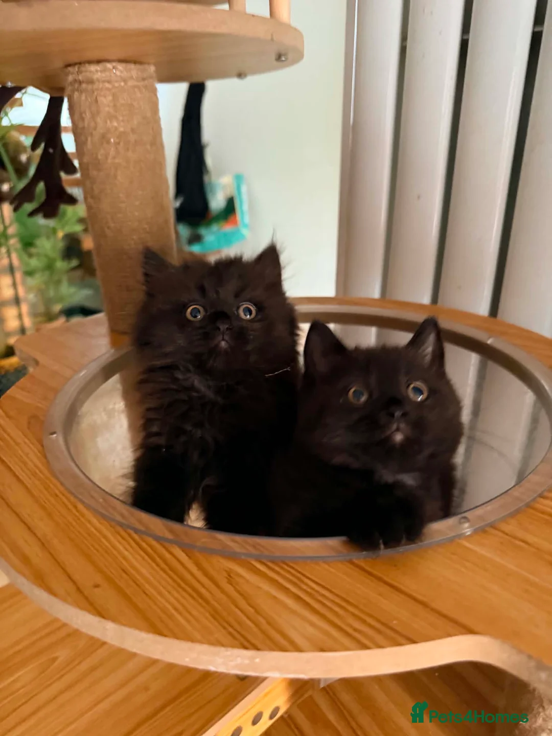 British Shorthair cats for sale: BRITISH SHORTHAIR DOLLS READY NOW! in Uxbridge - Advert 1