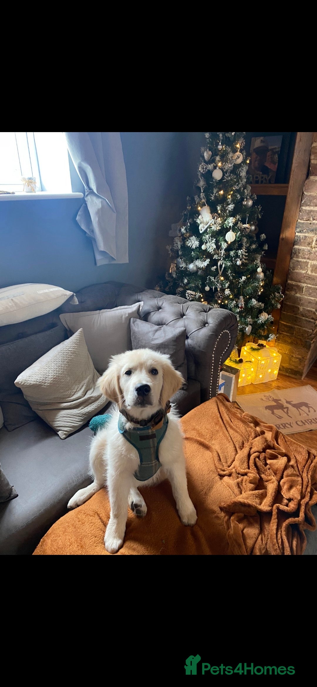 Golden Retriever dogs for sale: KC reg golden retriever puppies - Advert 18