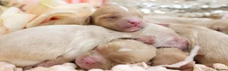 Cavapoo dogs for sale: Health Tested Cavapoo Puppies - Advert 9