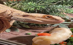Bearded Dragon reptiles for sale: Zazu the bearded dragon + viv and equipment - Image 1