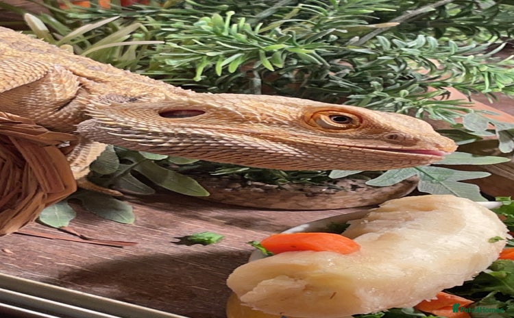 Bearded Dragon reptiles - Advert 1