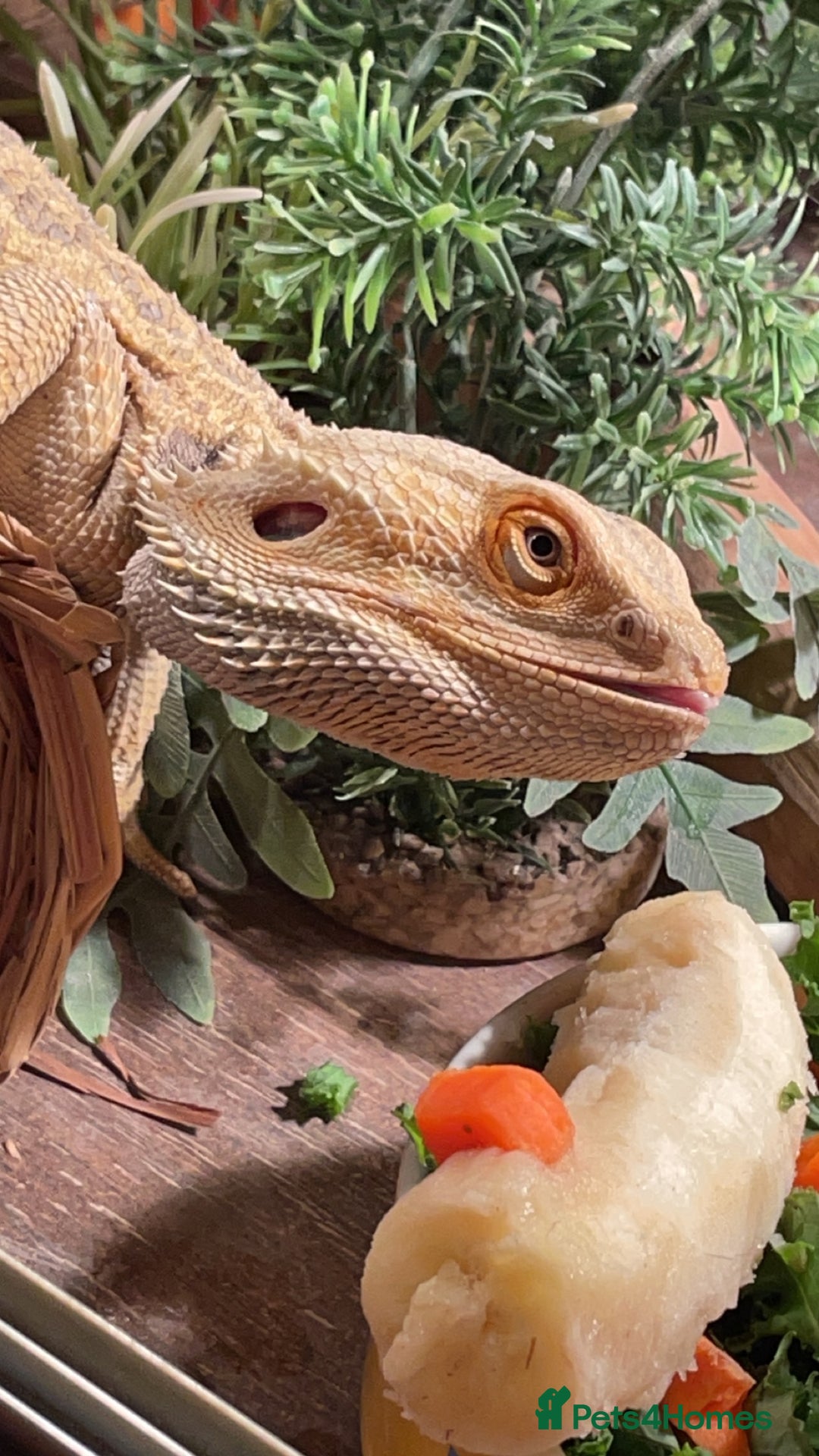 Bearded Dragon reptiles for sale: Zazu the bearded dragon + viv and equipment - Image 1