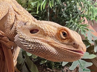 Bearded Dragon reptiles - Advert 29