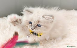 Ragdoll cats for sale: Gorgeous Snow Leocats: RagdollxSiberianxHimalayan! - Image 11