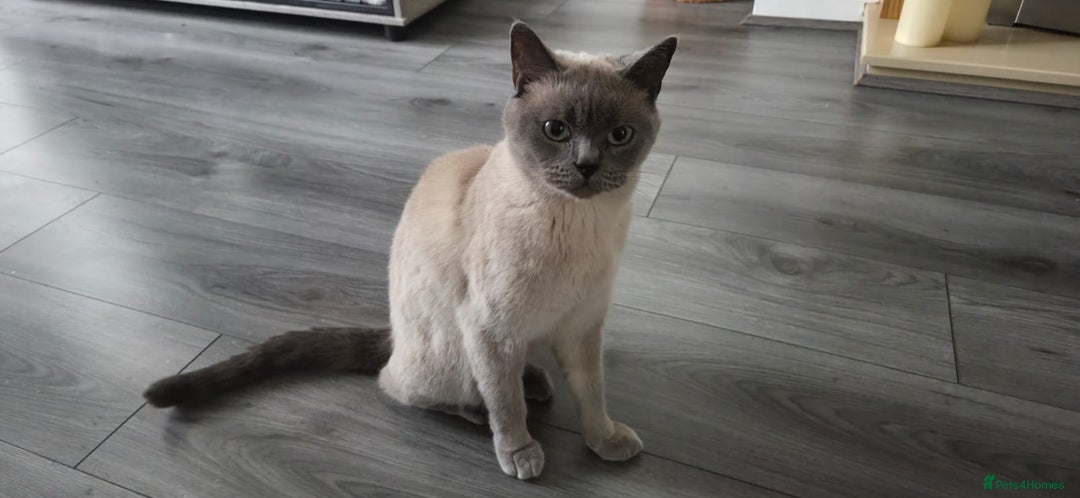 British Shorthair cats for sale: British Shorthair Cats for sale - Image 8