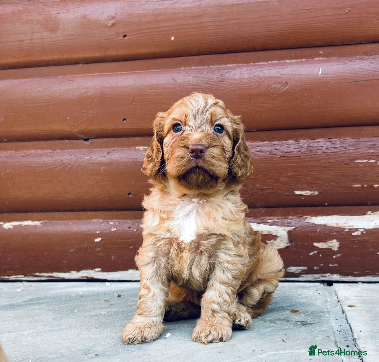 Cocker Spaniel dogs Stunning cocker spaniel puppies  - Advert 1
