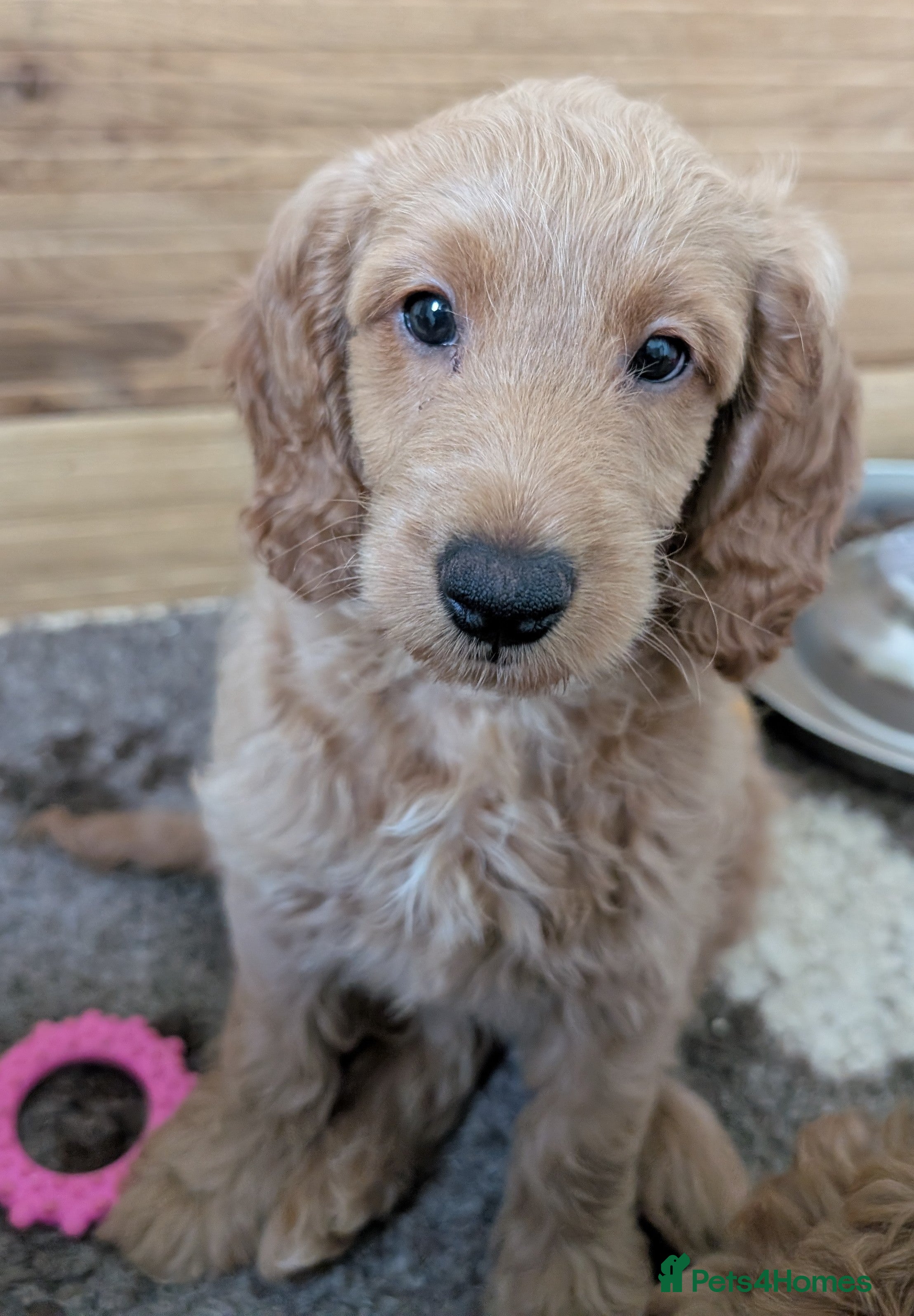 Cockapoo dogs F1b male cockapoo - Advert 2