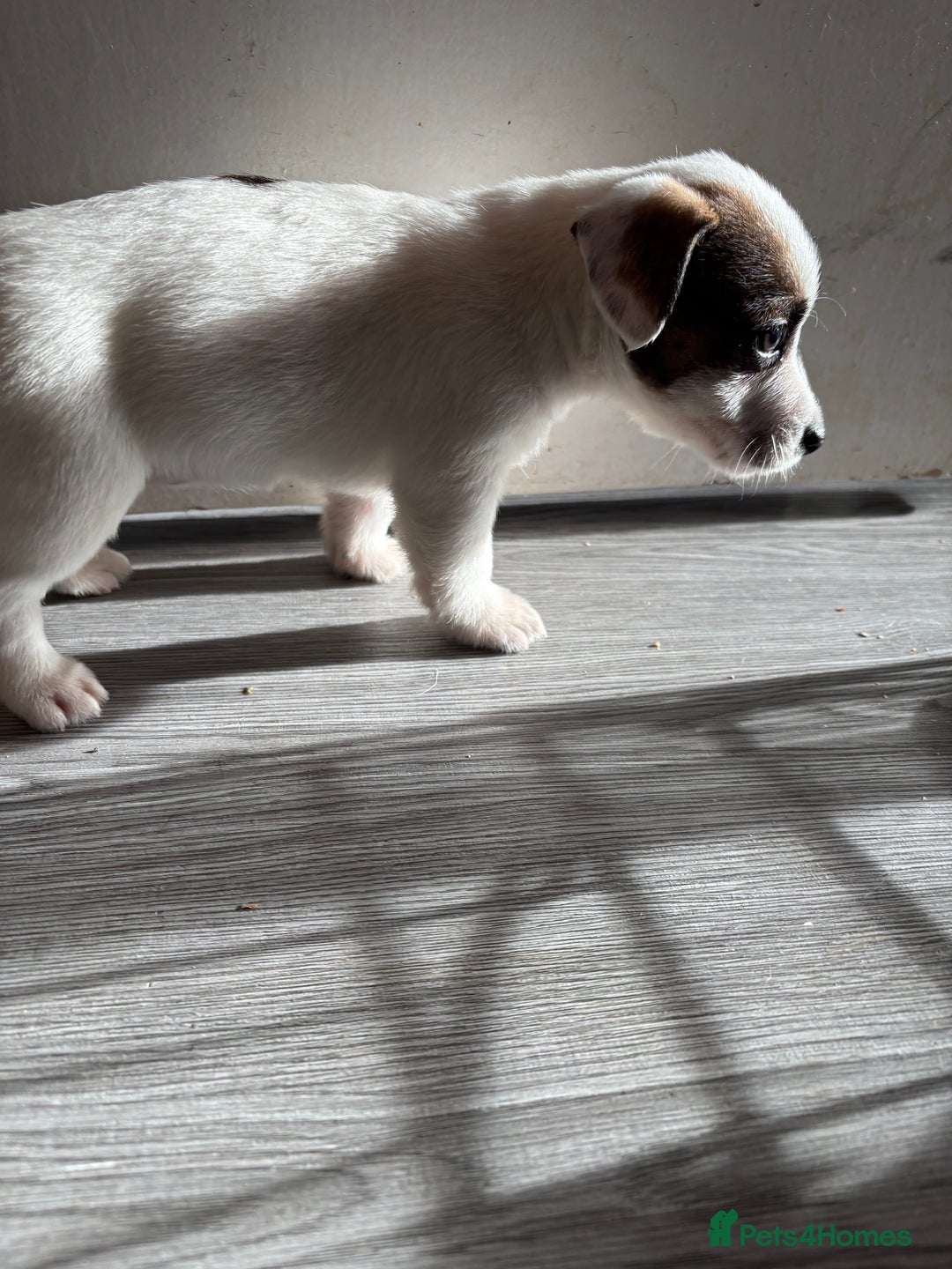 Jack Russell dogs for sale: 3 stunning Jack Russell’s  - Image 6