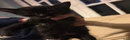Mixed Breed cats for sale: 4 beautiful kittens ready in 2 weeks!! - Advert 4