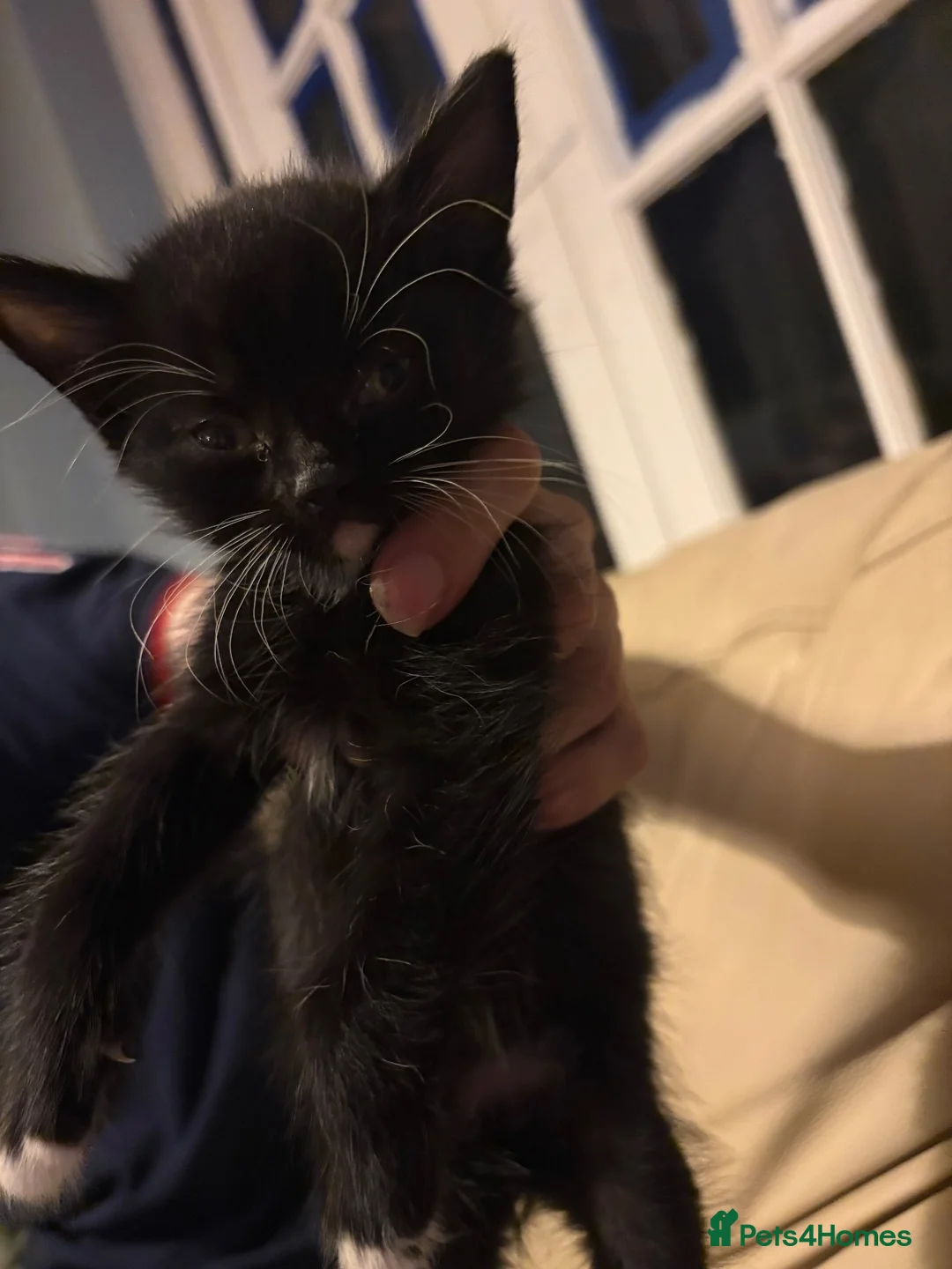 Mixed Breed cats for sale: 4 beautiful kittens ready in 2 weeks!! - Advert 4