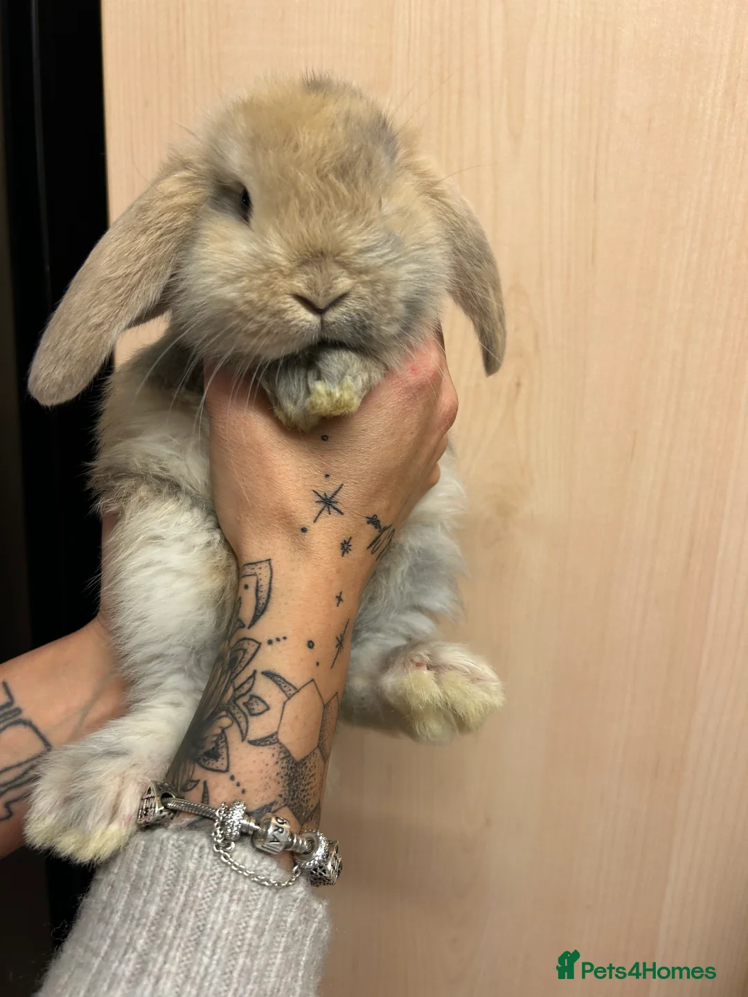 French Lop rabbits for sale: French lop babies - Advert 4