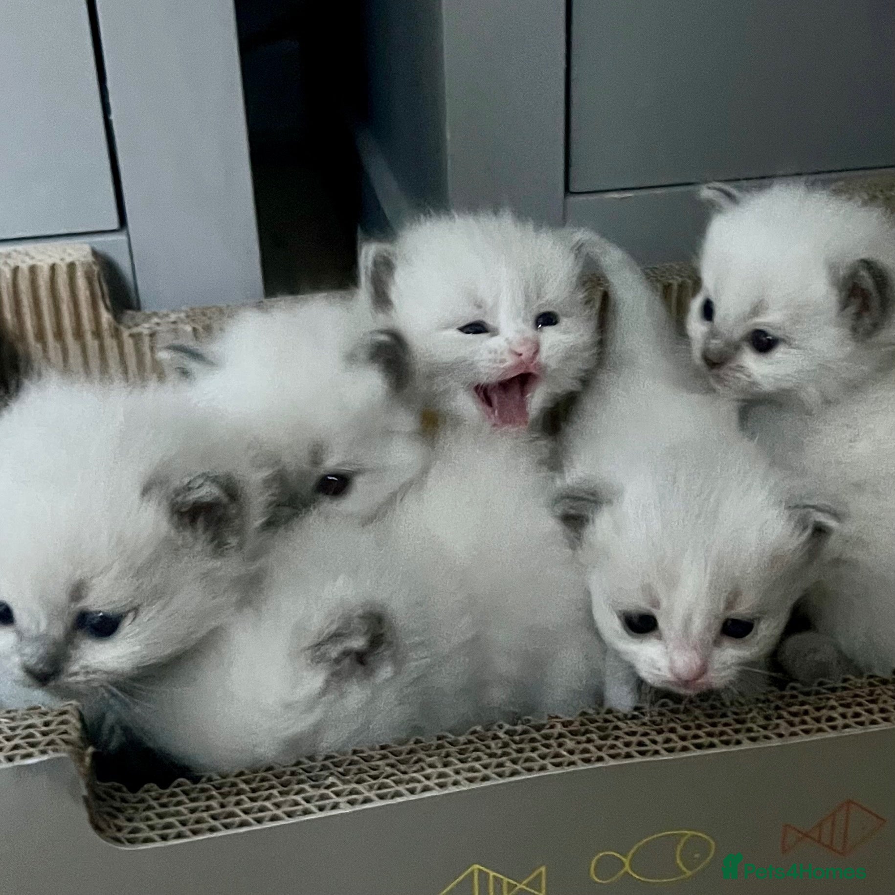 Ragdoll cats Purebred Ragdolls Kittens - Advert 4