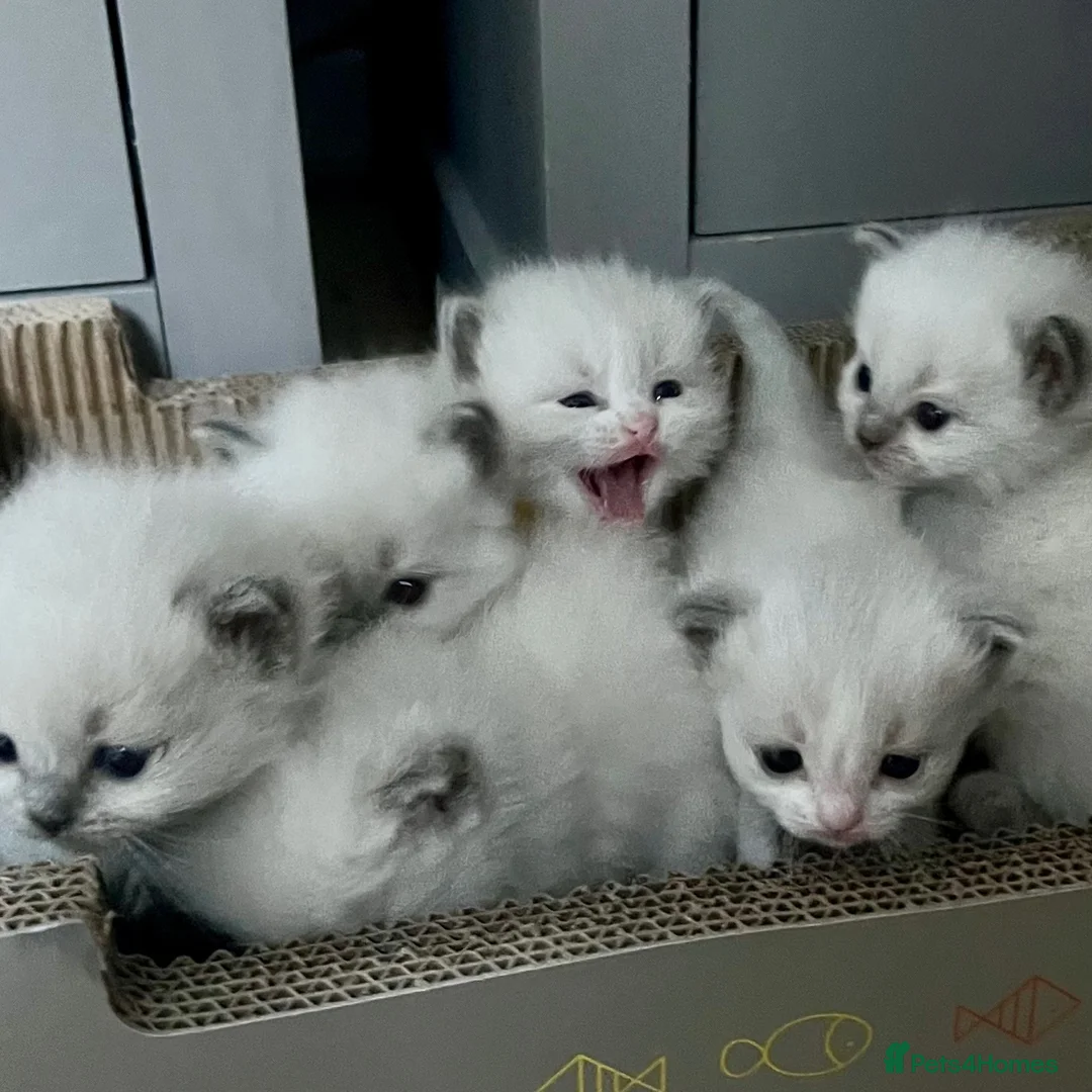 Ragdoll cats for sale: Purebred Ragdolls Kittens in Bournemouth - Advert 1