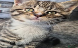 Brazilian Shorthair cats for sale: Kittens  - Image 3