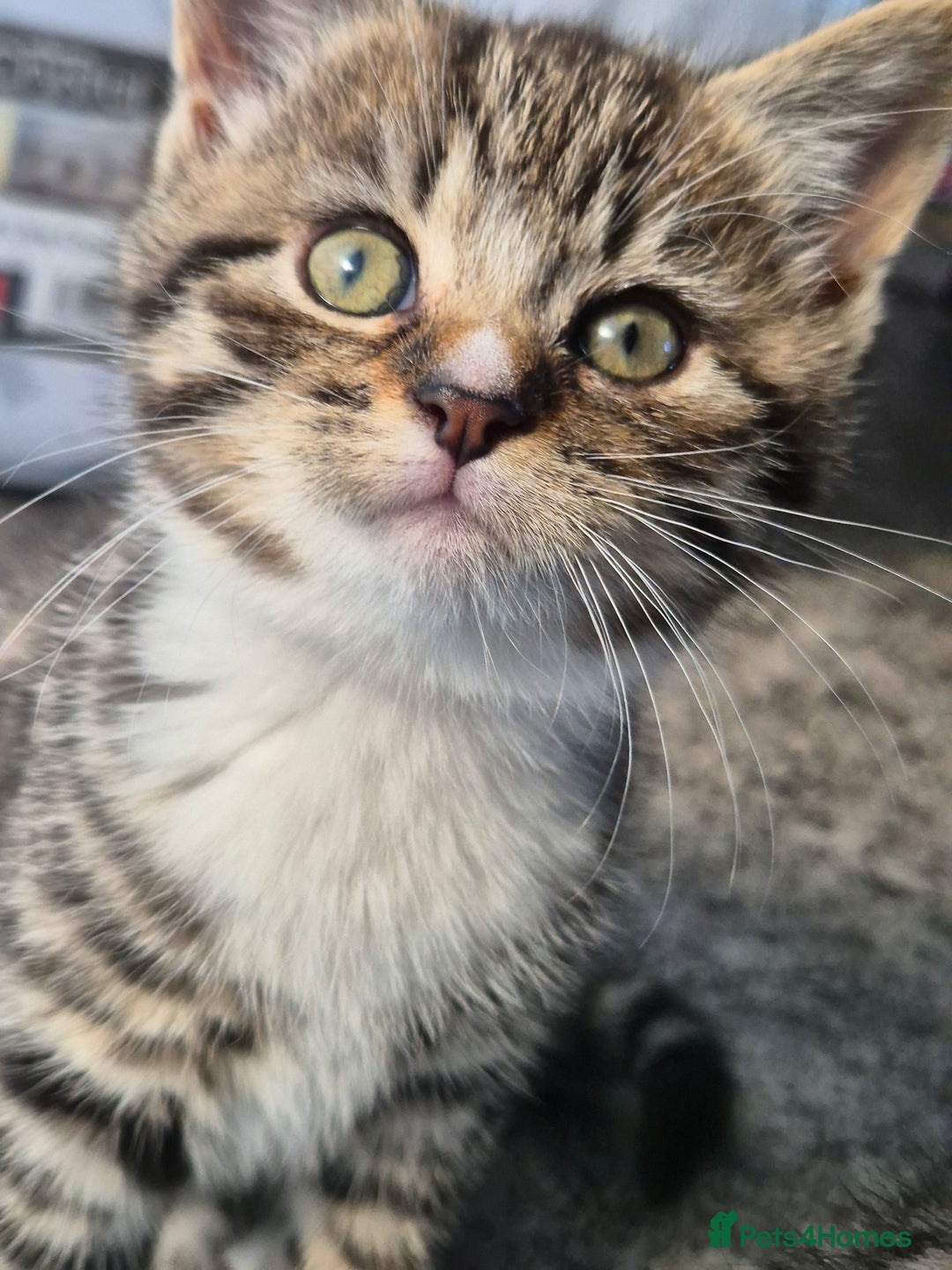 Brazilian Shorthair cats for sale: Kittens  - Image 3