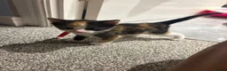 Mixed Breed cats for sale: 10x kittens for sale  - Advert 3