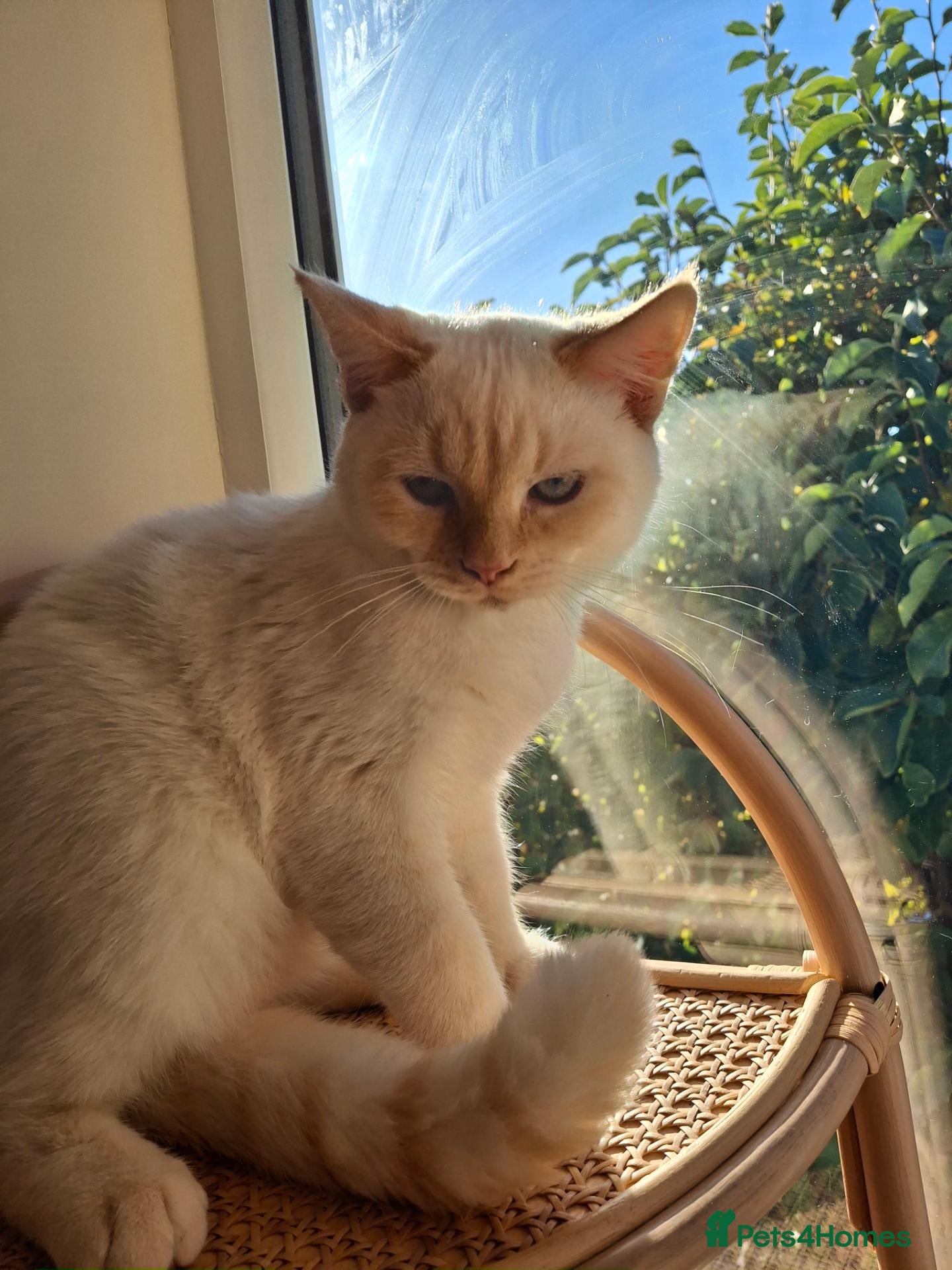 Siberian cats for sale: Beautiful Blue-Eyed Boy -neutered - Advert 1