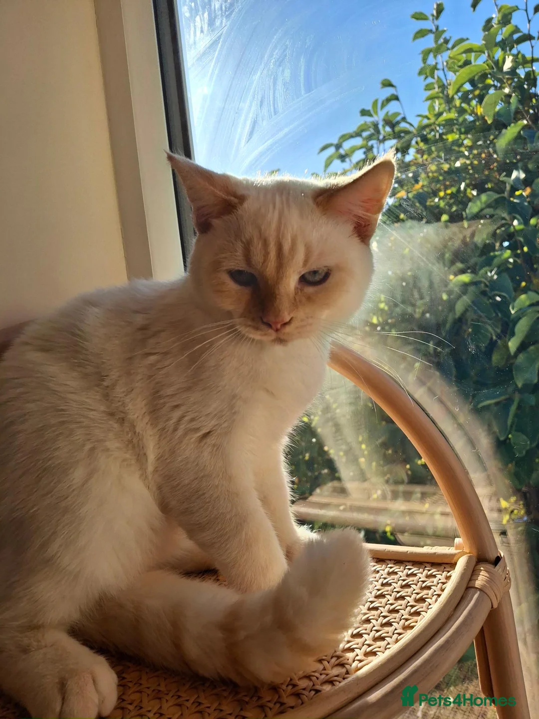 Siberian cats for sale: Beautiful Blue-Eyed Boy -neutered - Advert 1
