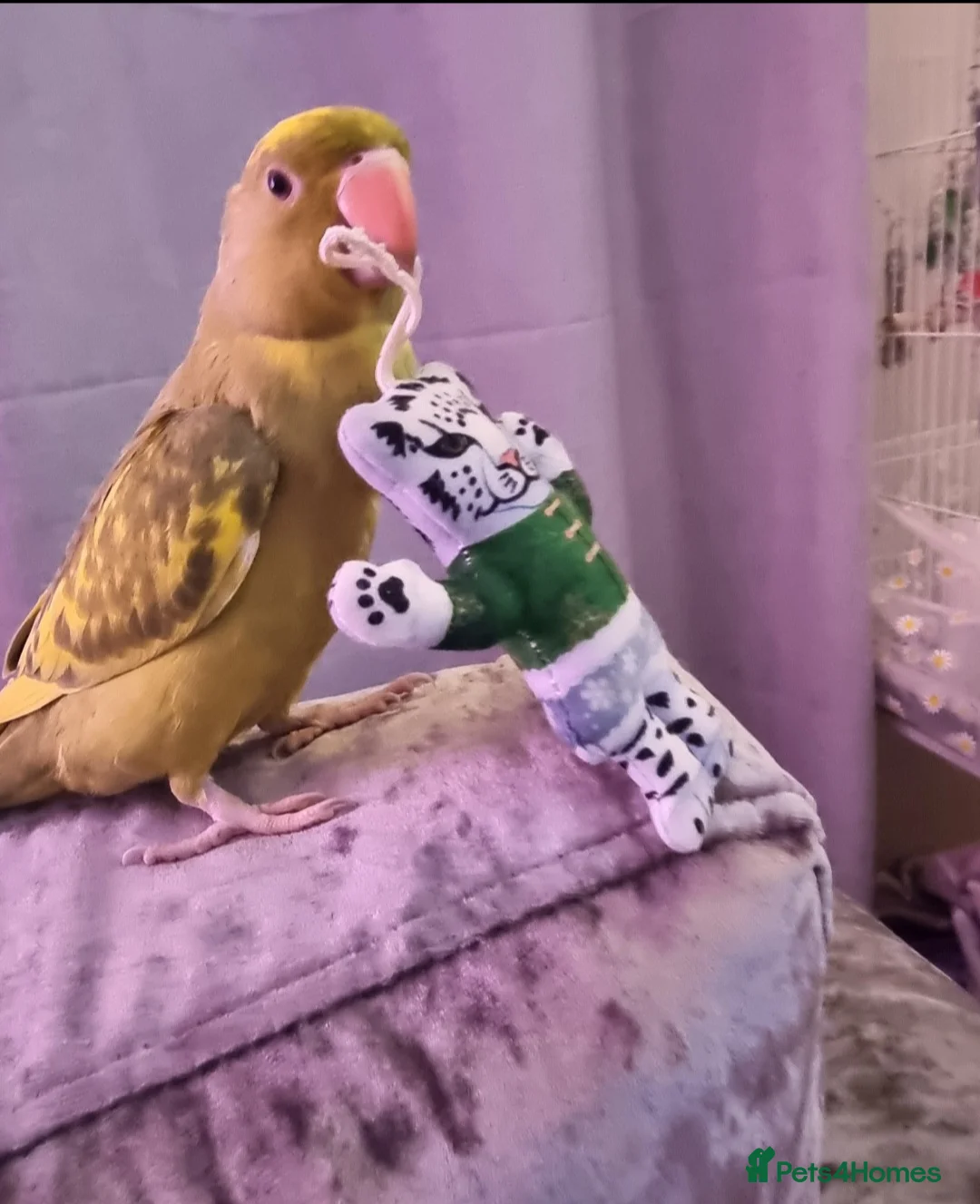 Ringnecks birds for sale: Beautiful female ringneck  - Advert 8