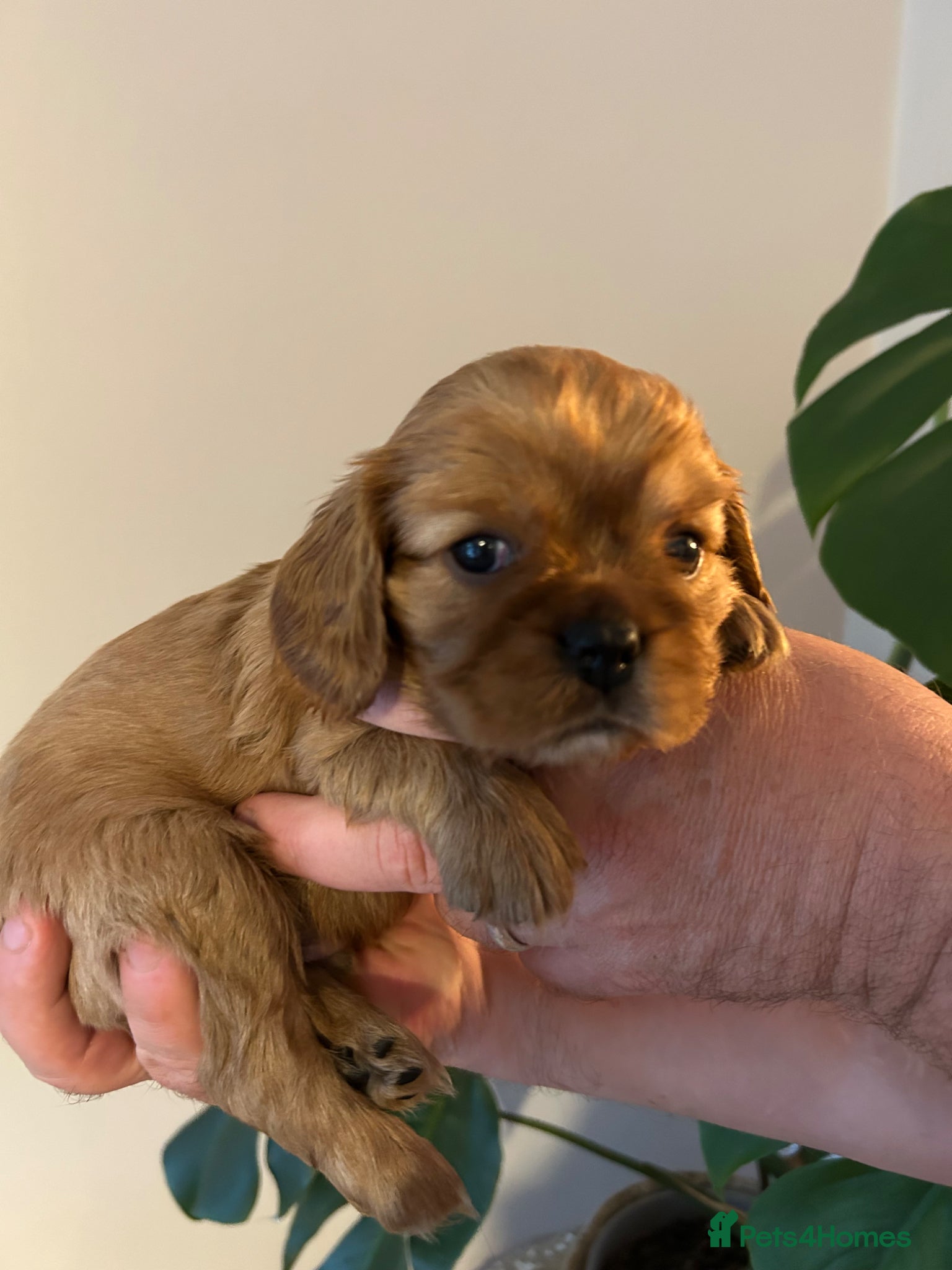 Cavalier King Charles Spaniel dogs Cavalier King Charles boys - Advert 1