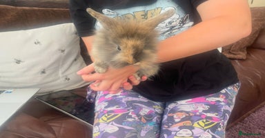 Lionhead rabbits - Advert 1